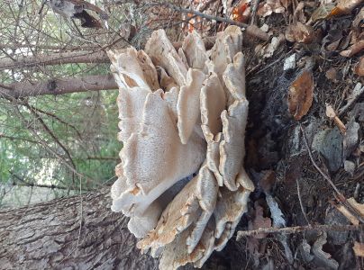 A - nie je v datab&aacute;ze