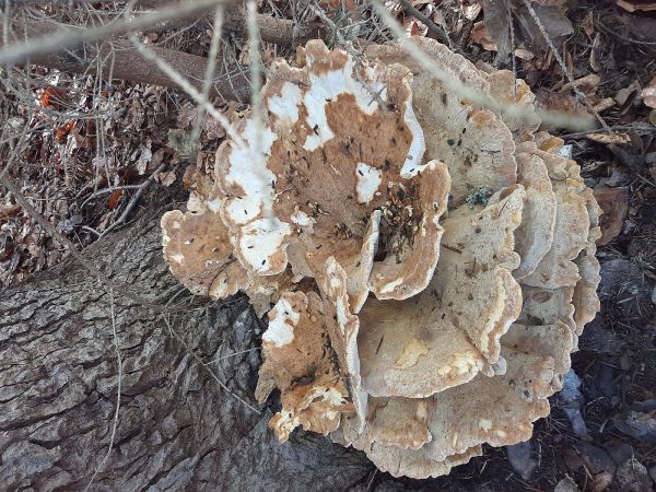 A - nie je v datab&aacute;ze