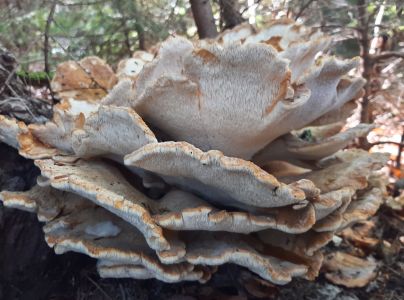 A - nie je v datab&aacute;ze