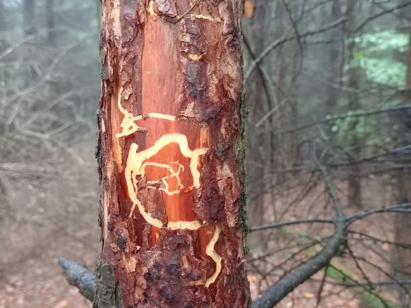 A - nejednoznačne určen&yacute;, nie sme si ist&iacute;