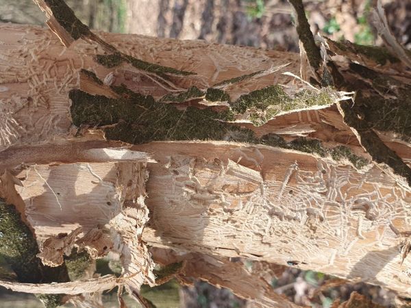 Lykokaz jaseňov&yacute;