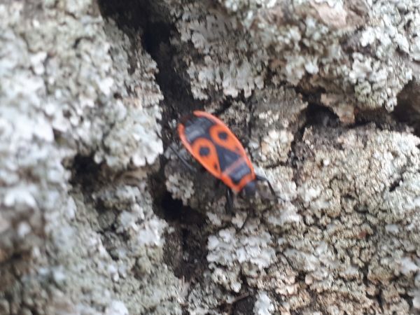 Cifru&scaron;a bezkr&iacute;dla 