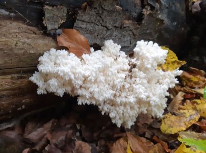 A - nie je v datab&aacute;ze