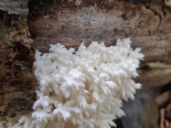 A - nie je v datab&aacute;ze