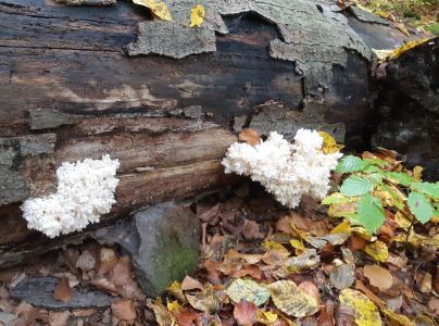 A - nie je v datab&aacute;ze