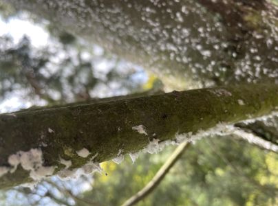 K&ocirc;rovnica vejmutovkov&aacute;