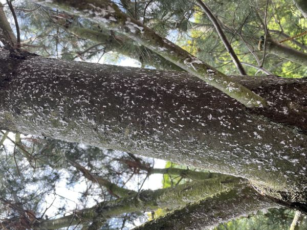 K&ocirc;rovnica vejmutovkov&aacute;