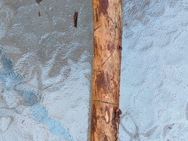 Lykožr&uacute;t korunov&yacute;