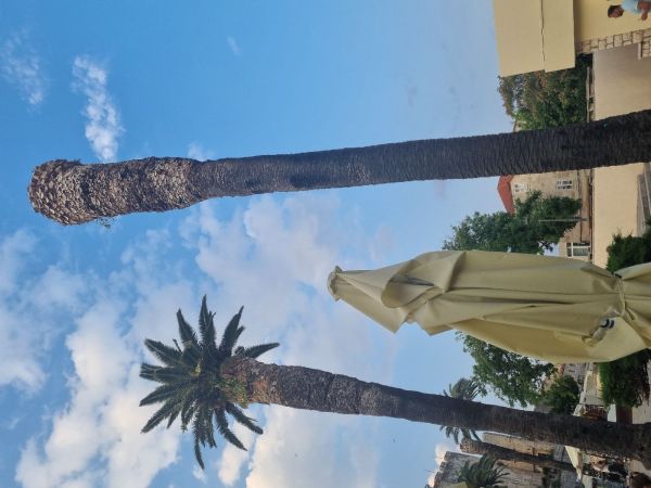 Nos&aacute;nik palmov&yacute;