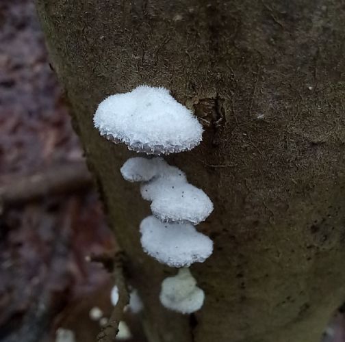 Anna Mária Trebulová