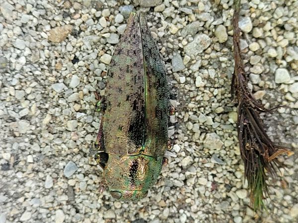 A - nie je v datab&aacute;ze