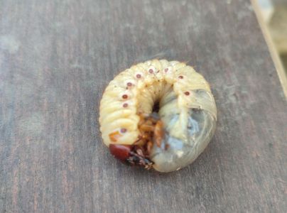 Chr&uacute;st obyčajn&yacute;