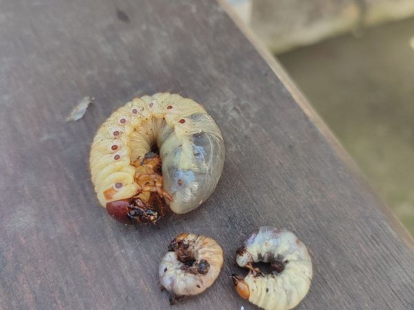 Chr&uacute;st obyčajn&yacute;