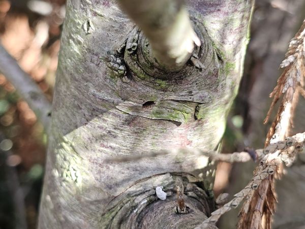 Krasoň borievkov&yacute;