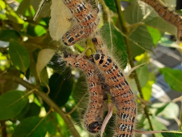 Fal&eacute;ra lipov&aacute;