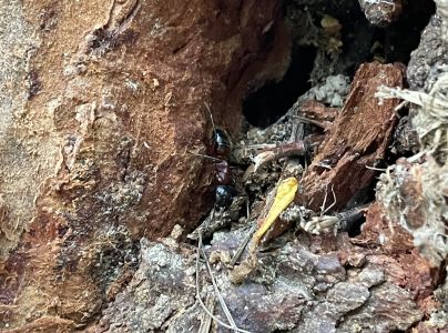 A - nejednoznačne určen&yacute;, nie sme si ist&iacute;