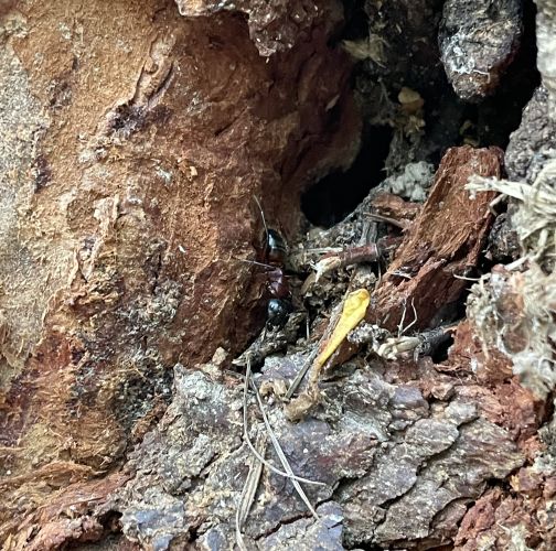  Vladimír Šalgovič