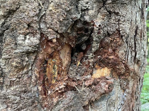 A - nejednoznačne určen&yacute;, nie sme si ist&iacute;