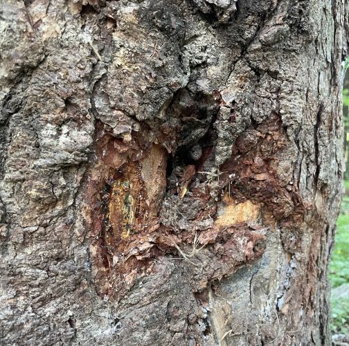  Vladimír Šalgovič