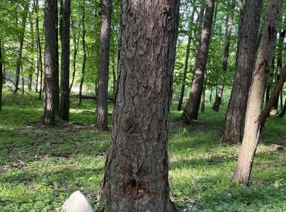 A - nejednoznačne určen&yacute;, nie sme si ist&iacute;