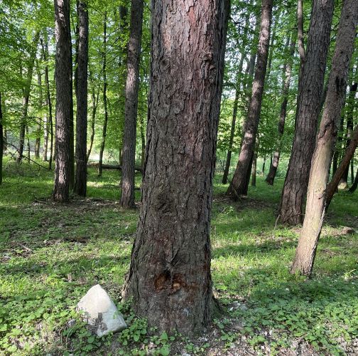  Vladimír Šalgovič