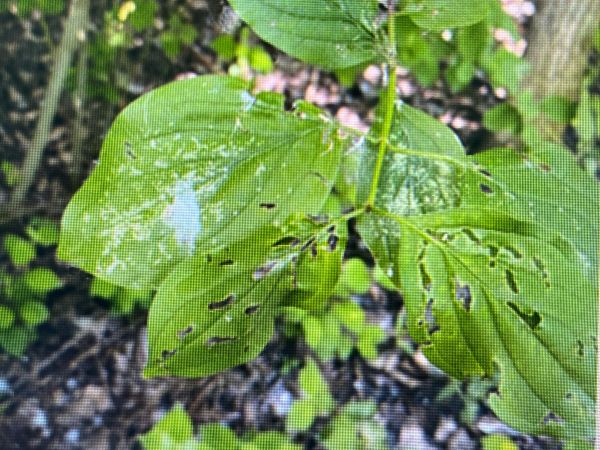 A - nejednoznačne určen&yacute;, nie sme si ist&iacute;