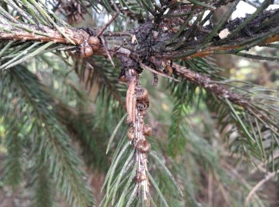 Červec smrekov&yacute;