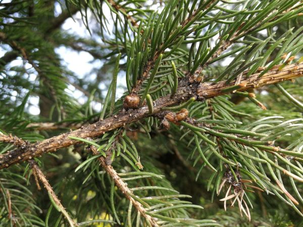 Červec smrekov&yacute;