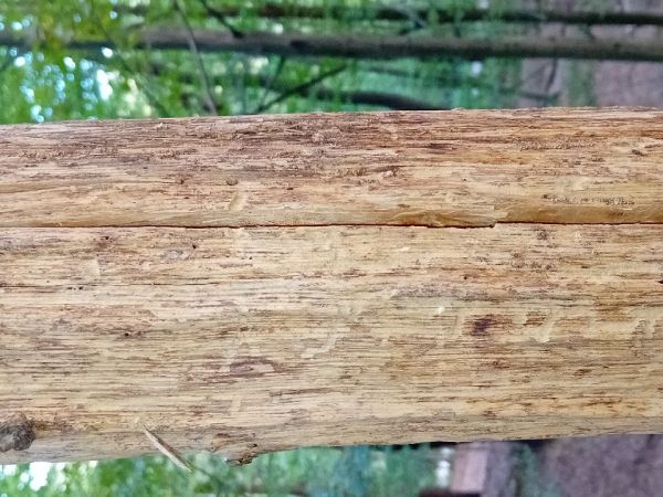 A - nejednoznačne určen&yacute;, nie sme si ist&iacute;