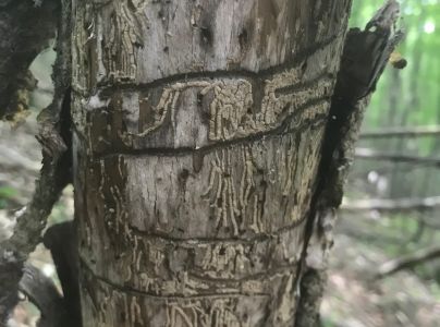 Lykokaz jaseňov&yacute;