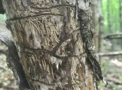 Lykokaz jaseňov&yacute;