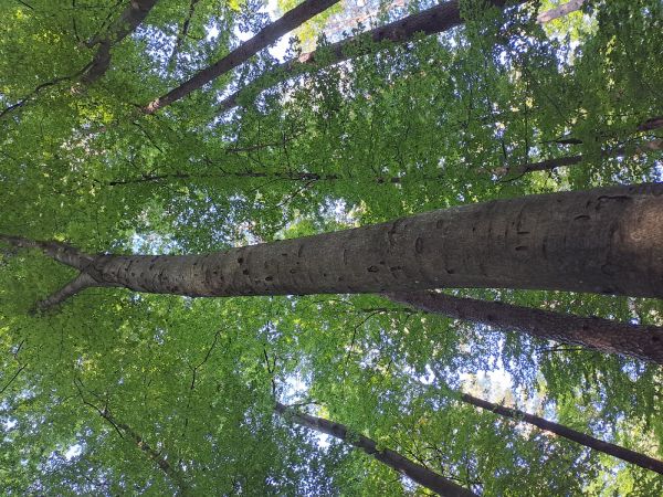 A - nejednoznačne určen&yacute;, nie sme si ist&iacute;