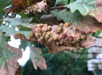 Hrčiarka Neuroterus quercusbaccarum