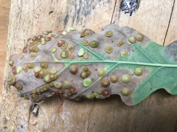 Hrčiarka Neuroterus quercusbaccarum