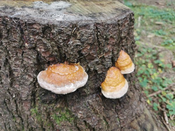 Pr&aacute;chnovček p&aacute;sikav&yacute; 