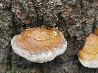 Pr&aacute;chnovček p&aacute;sikav&yacute; 