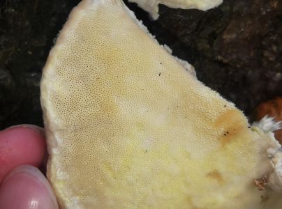 Pr&aacute;chnovček p&aacute;sikav&yacute; 