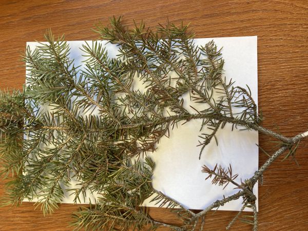 Roztoč smrekov&yacute;