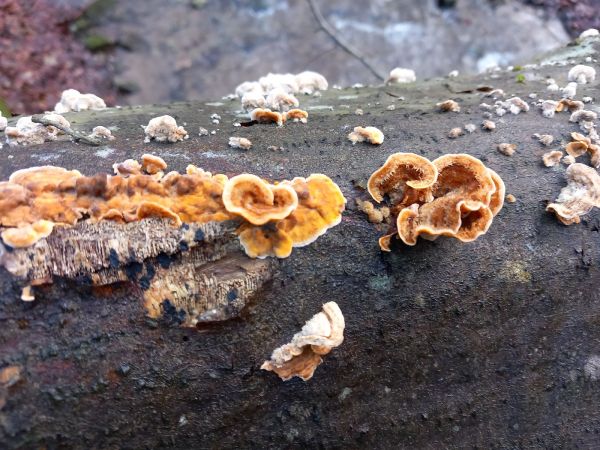 Pevn&iacute;k chlpat&yacute;