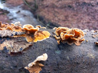 Pevn&iacute;k chlpat&yacute;