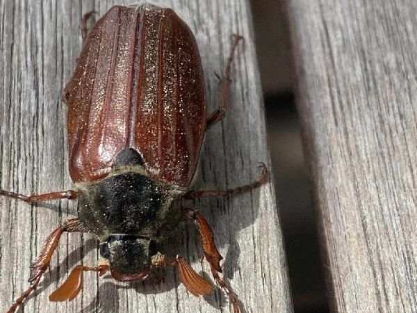 Chr&uacute;st obyčajn&yacute;