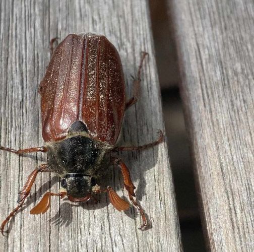 Alexandra Konkoľová 