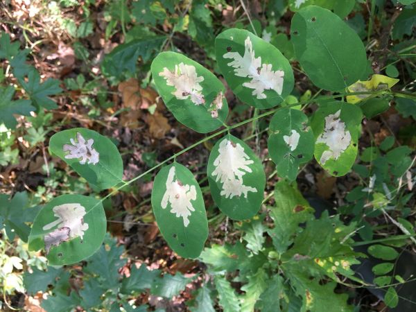 Psotka ag&aacute;tov&aacute; 