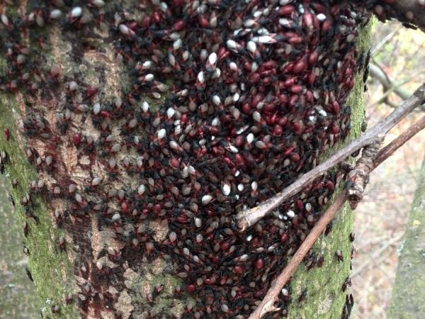 Plo&scaron;tička lipov&aacute;