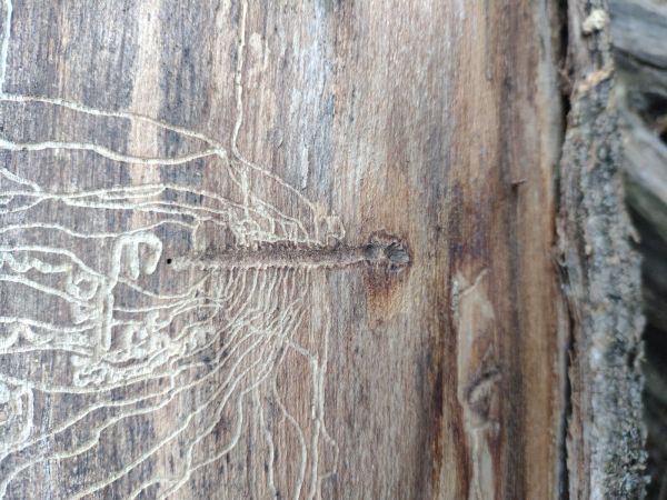 Lykokaz zrnit&yacute;