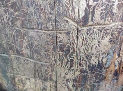 Lykokaz zrnit&yacute;