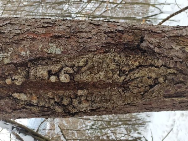 A - nejednoznačne určen&yacute;, nie sme si ist&iacute;