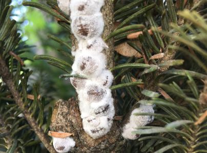 A - nie je v datab&aacute;ze