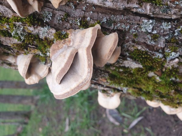 Sieťkovček červenkast&yacute;