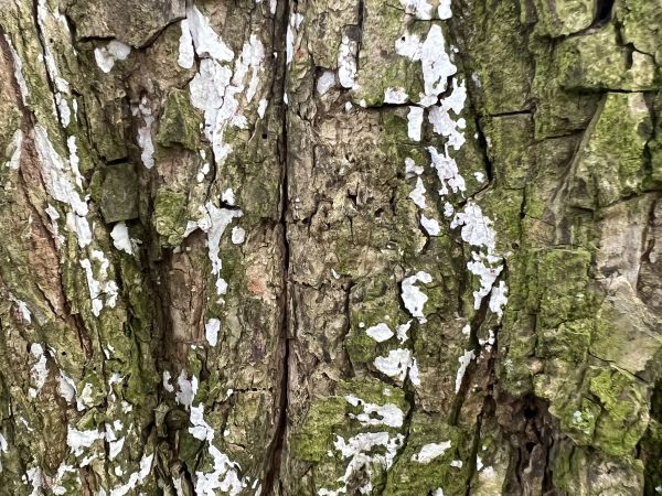 A - nejednoznačne určen&yacute;, nie sme si ist&iacute;